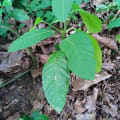 Cacao