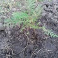 Grevillea