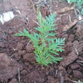 Grevillea