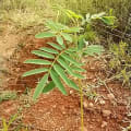 Tephrosia