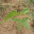 Tephrosia