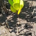 Weiße Mangrove
