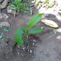 Mahagoni