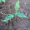 Grevillea