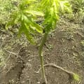 Papaya