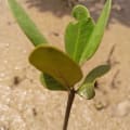Yellow Mangrove
