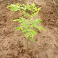 Moringa