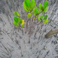 White Mangrove