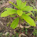 Cacao