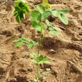 Moringa