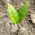 Tabebuia rosea