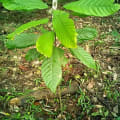Cacao
