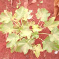 Barbados Nut