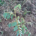 Tefrosia