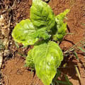 Tamarillo