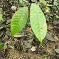 Cacao