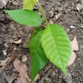 Cacao