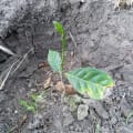 Premium-Baum