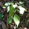 Hornbeam