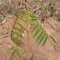 Tephrosia