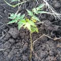 Neem