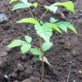 Roble Meru