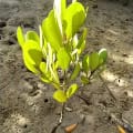 White Mangrove