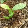 Cacao