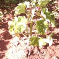 Barbados Nut