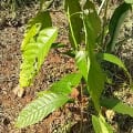 Cacao Enza e Orlando