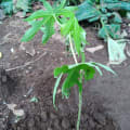 Papaya