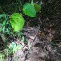 Albero Dinamite