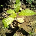 Cacao