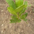 Pistaci