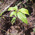 Cacao