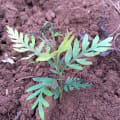 Grevillea