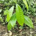 Cacao