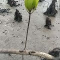 Weiße Mangrove