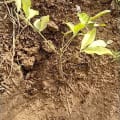 African Mahogany
