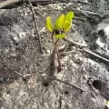 White Mangrove