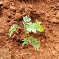 Calliandra