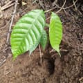 Cacao