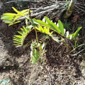 Tephrosia