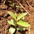 Guava