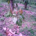 Cacao