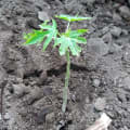 Papaya