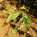 Leucaena
