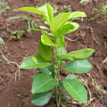 Speruma BIM