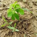 Moringa