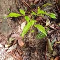 Caoba